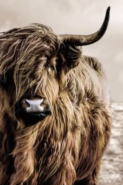 Glasschilderij schotse hooglander links 80x120cm