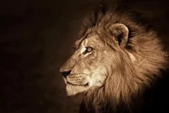 Glasschilderij 120x80cm Leeuwenkop rechts