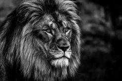 Glasschilderij 120x80cm Mannetjes leeuw zwart/wit